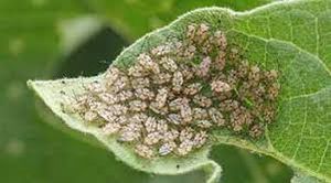 uploads/images/pest/brinjal lace wing bug.jpg